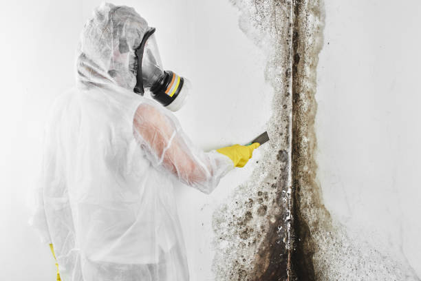 Best Residential Mold Removal  in Oaklyn, NJ