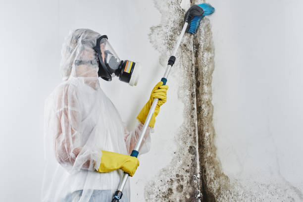 Best Mold Damage Repair  in Oaklyn, NJ