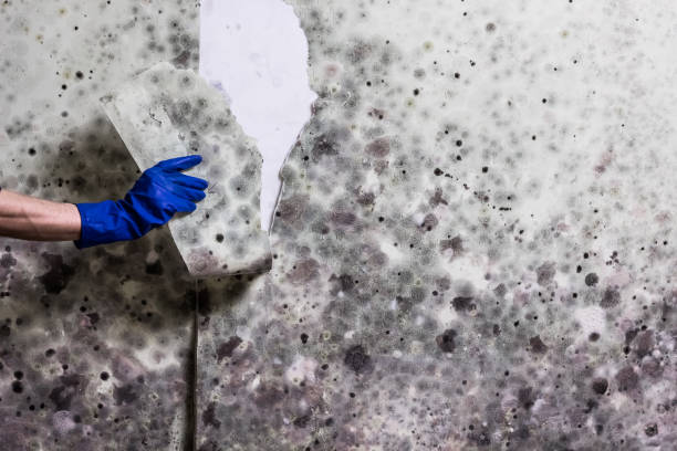 Best Professional Mold Removal  in Oaklyn, NJ
